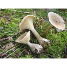 Мицелий Говорушки булавоногой / Говорушка булавовидноногая (Clitocybe clavipes)
